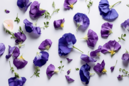 Benefits of butterfly pea for your skin