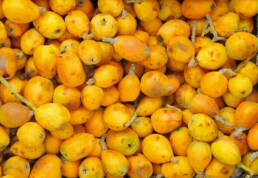 Benefits of marula seed oil for your skin