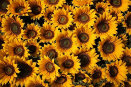 Benefits of sunflower seed oil for your skin