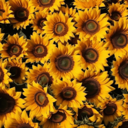 Benefits of sunflower seed oil for your skin
